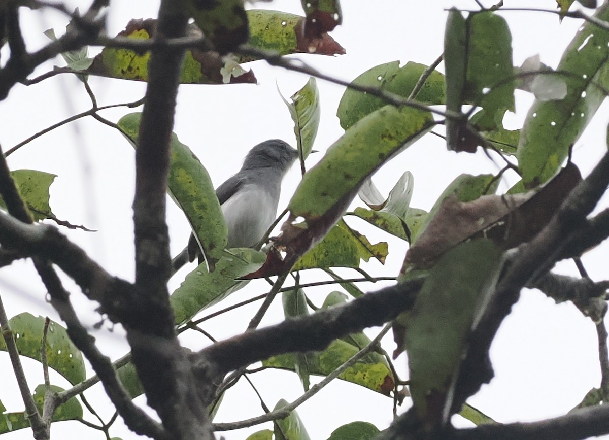 Rio Negro Gnatcatcher - ML628042723