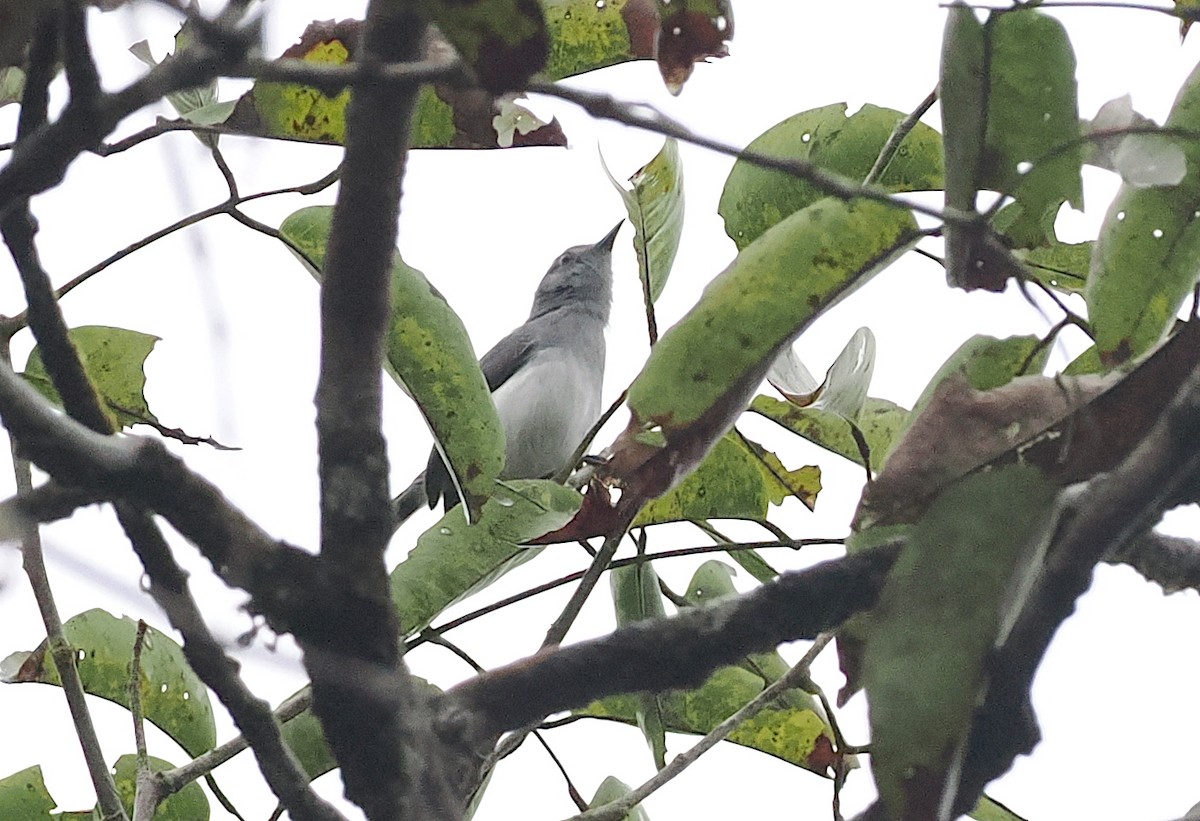 Rio Negro Gnatcatcher - ML628042731