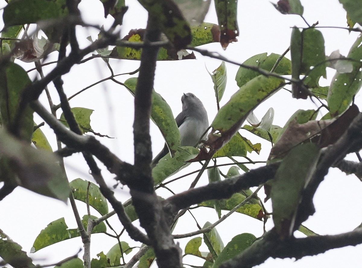 Rio Negro Gnatcatcher - ML628042740
