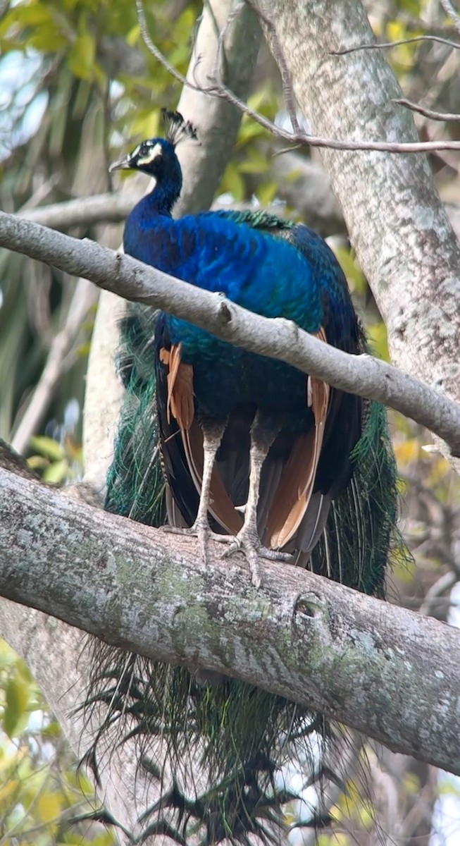 Indian Peafowl - ML628042743