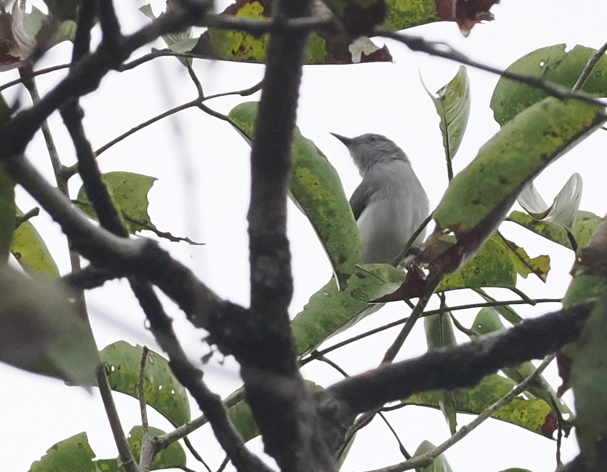 Rio Negro Gnatcatcher - ML628042751
