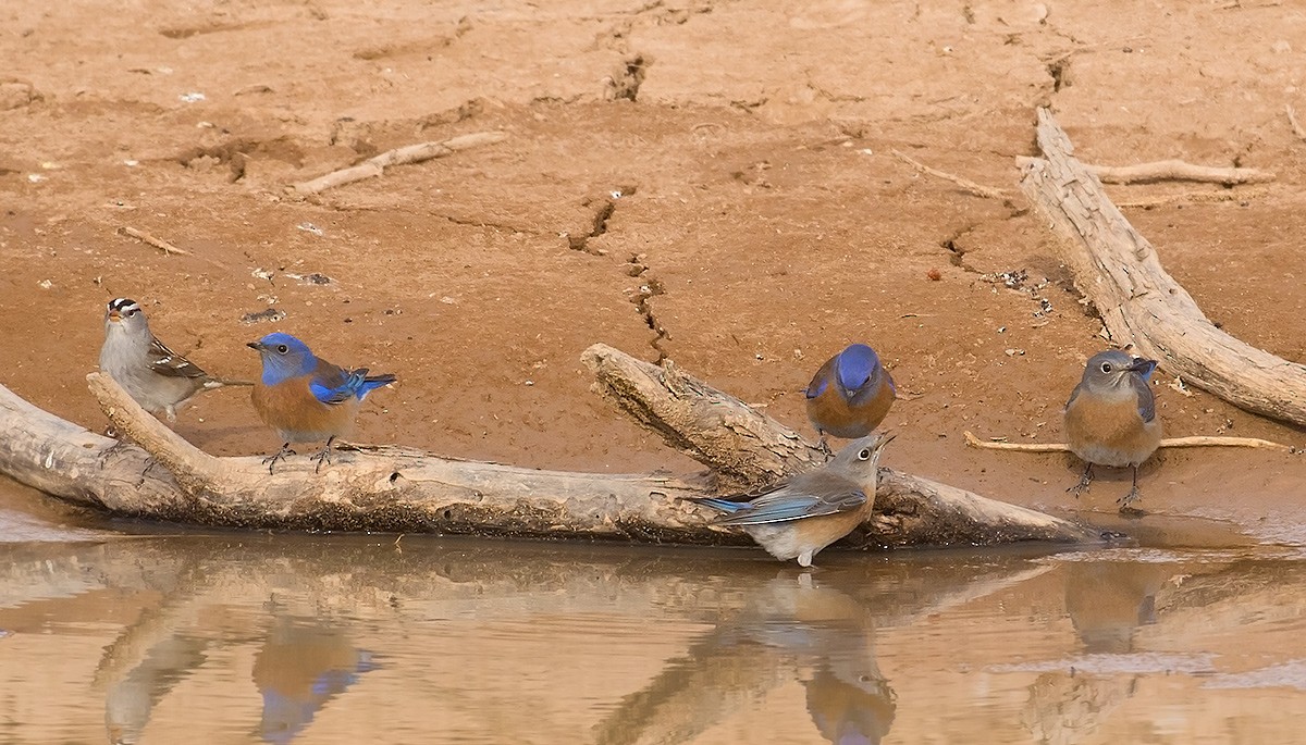 Western Bluebird - ML628042758