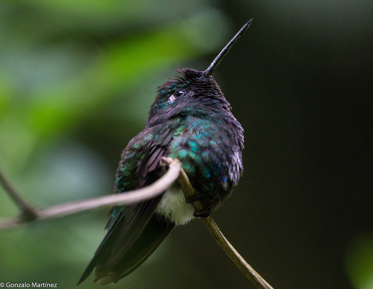 Blue-capped Puffleg - ML628042759