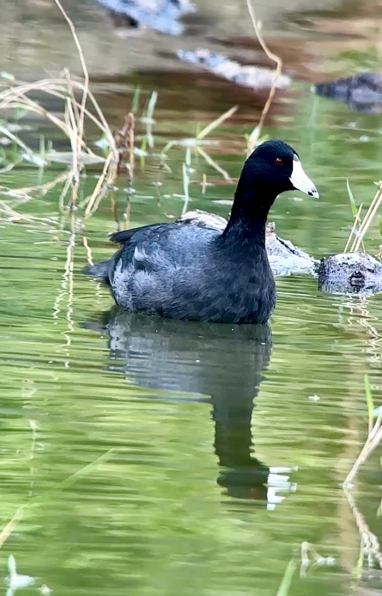 American Coot - ML628042764