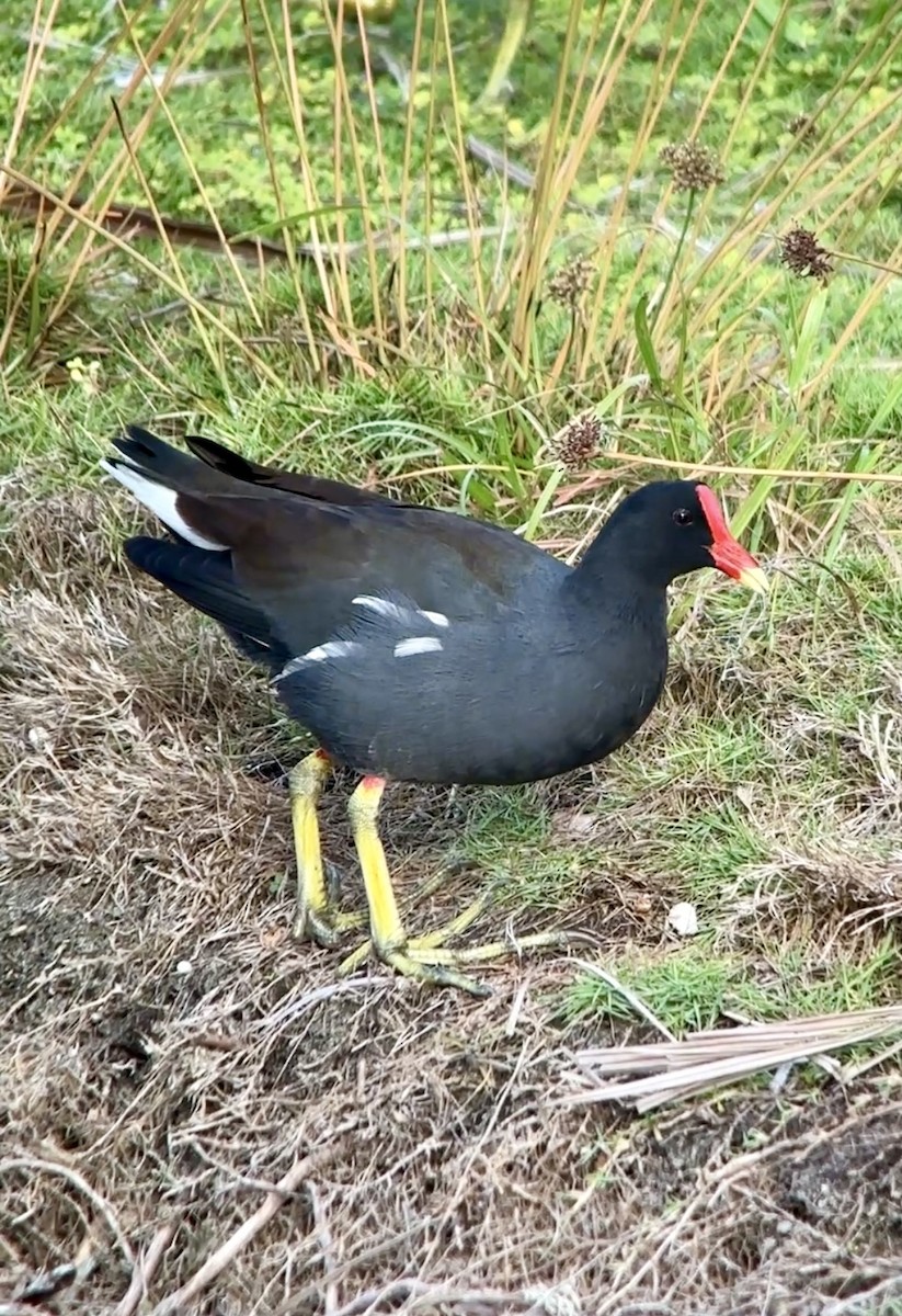 Common Gallinule - ML628042768