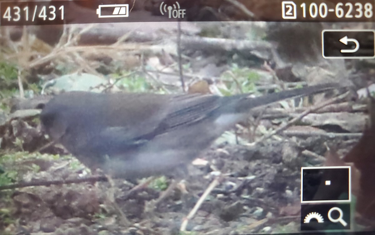 Dark-eyed Junco (Slate-colored) - ML628042779