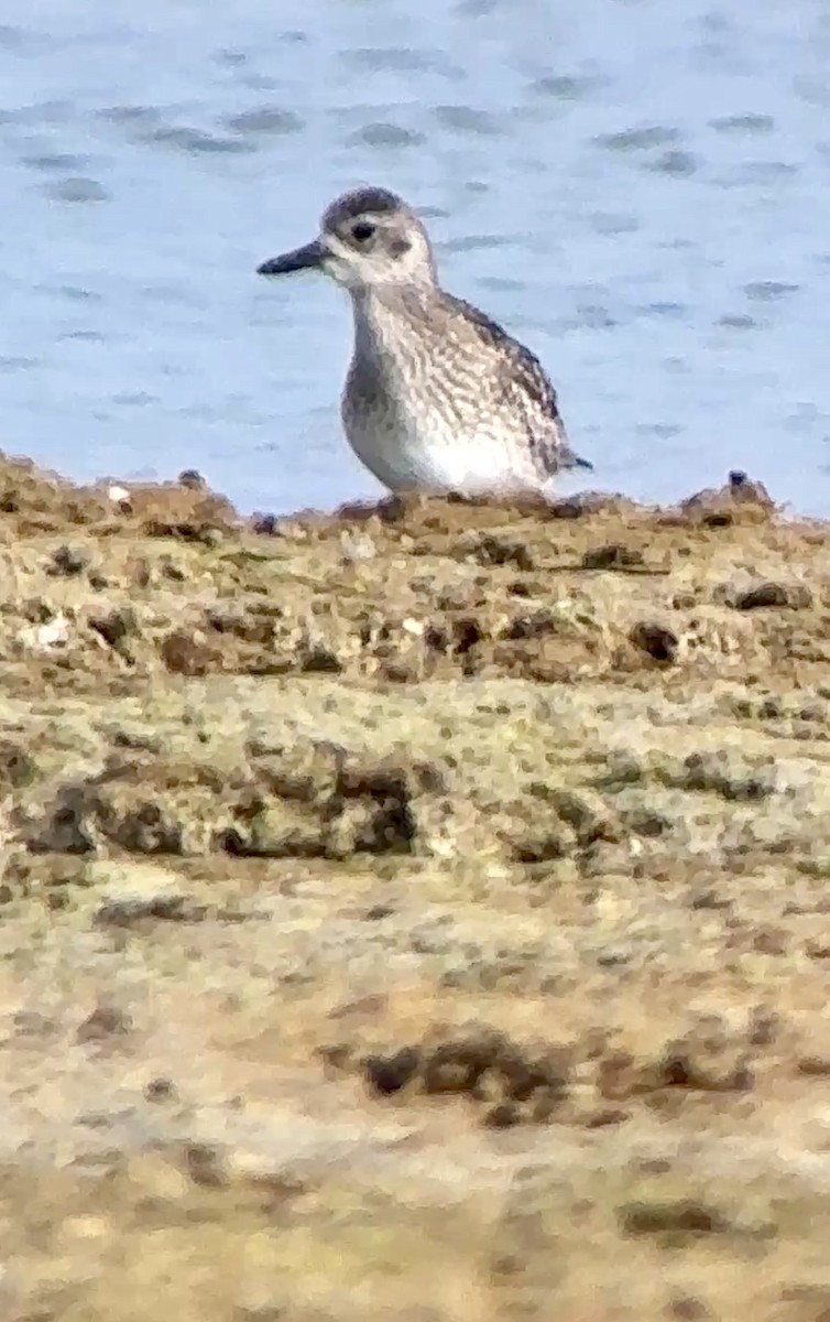 Black-bellied Plover - ML628042781