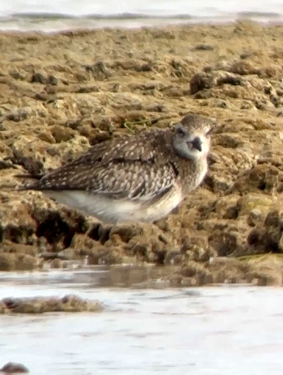 Black-bellied Plover - ML628042782