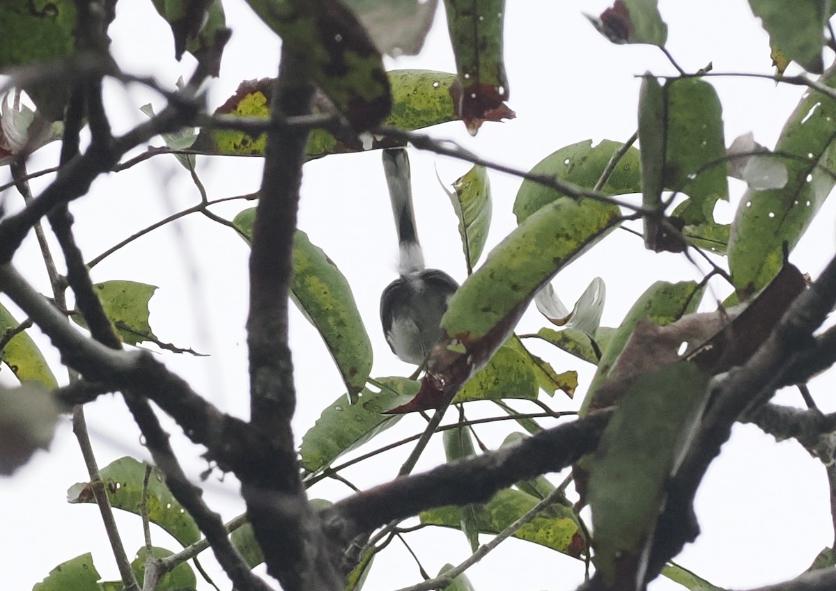 Rio Negro Gnatcatcher - ML628042784