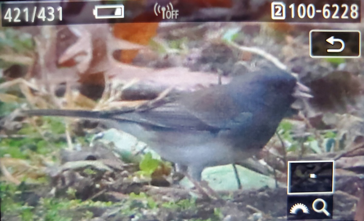 Dark-eyed Junco (Slate-colored) - ML628042785