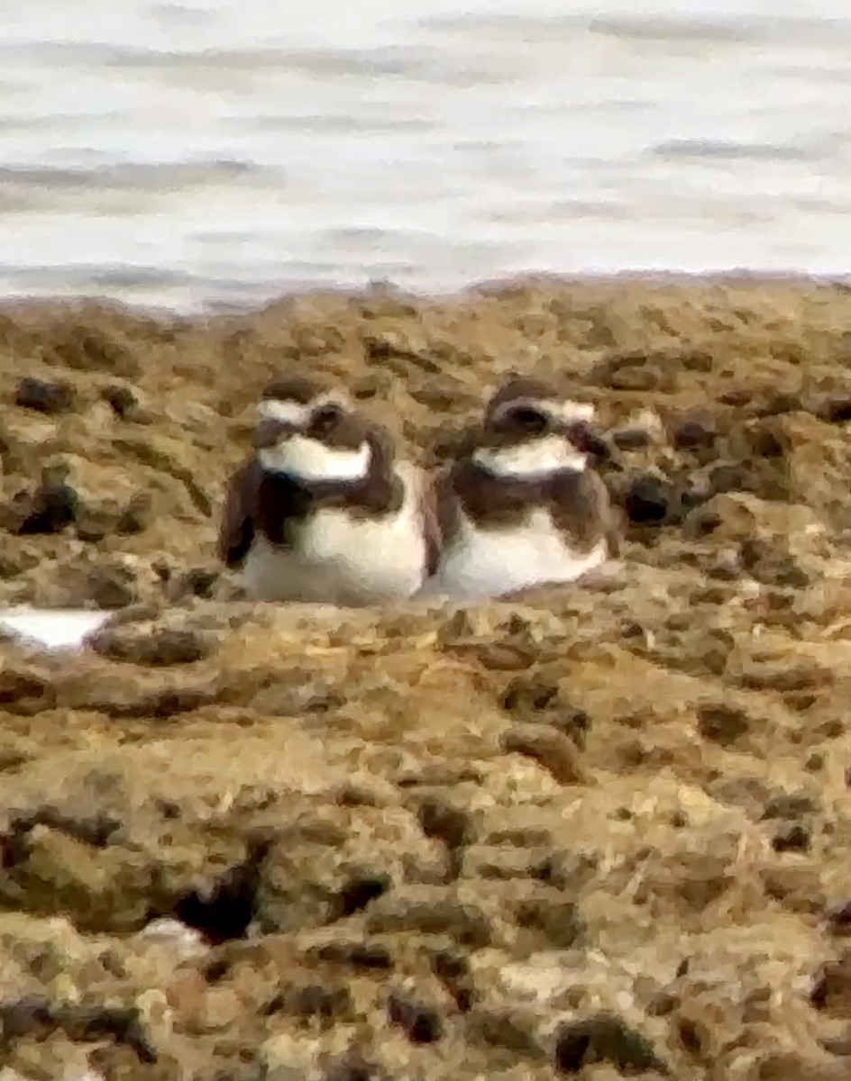 Semipalmated Plover - ML628042789