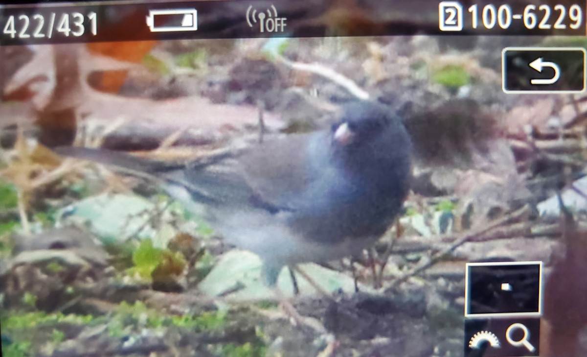 Dark-eyed Junco (Slate-colored) - ML628042790