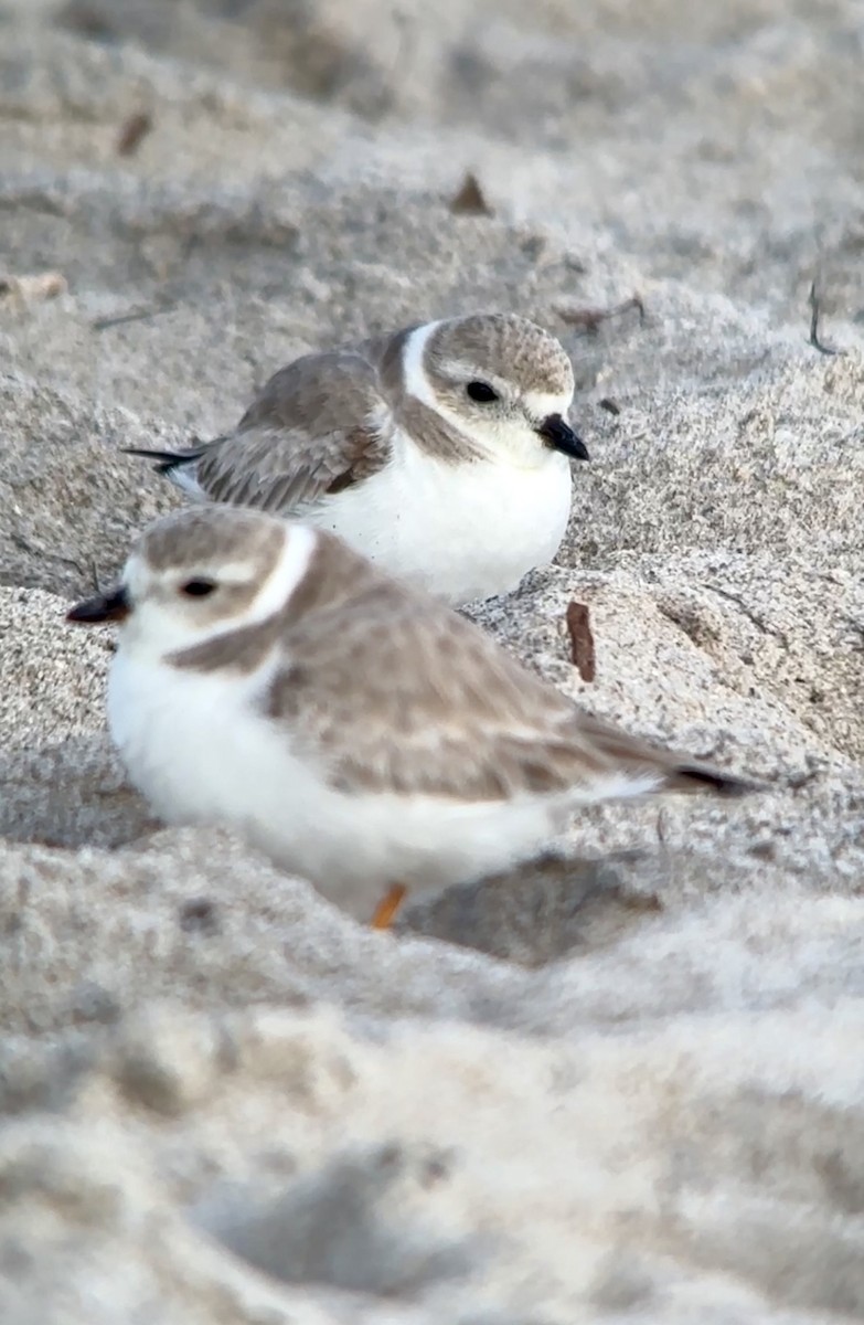 Piping Plover - ML628042798