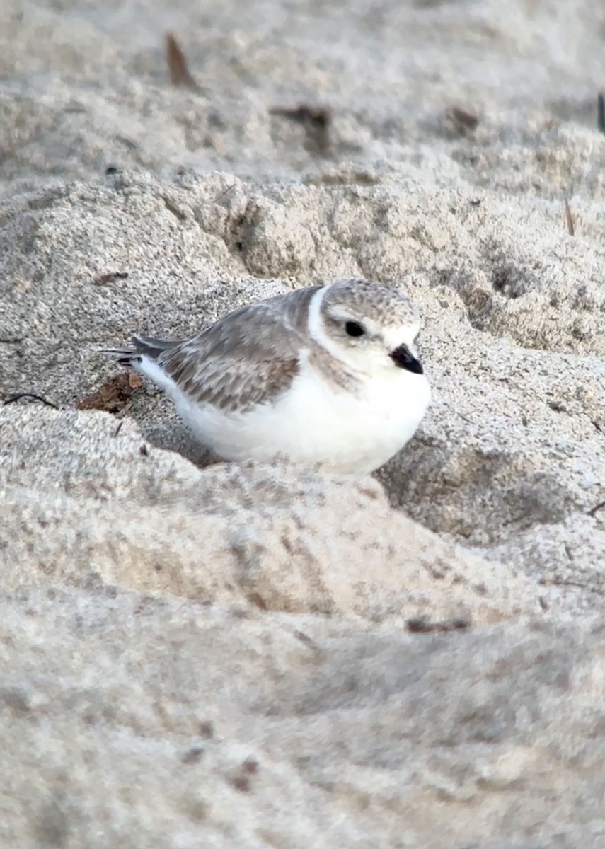 Piping Plover - ML628042799