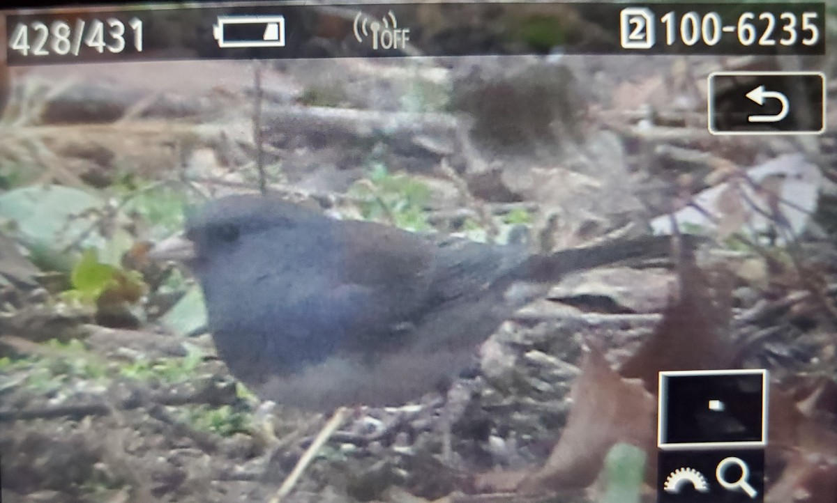 Dark-eyed Junco (Slate-colored) - ML628042801