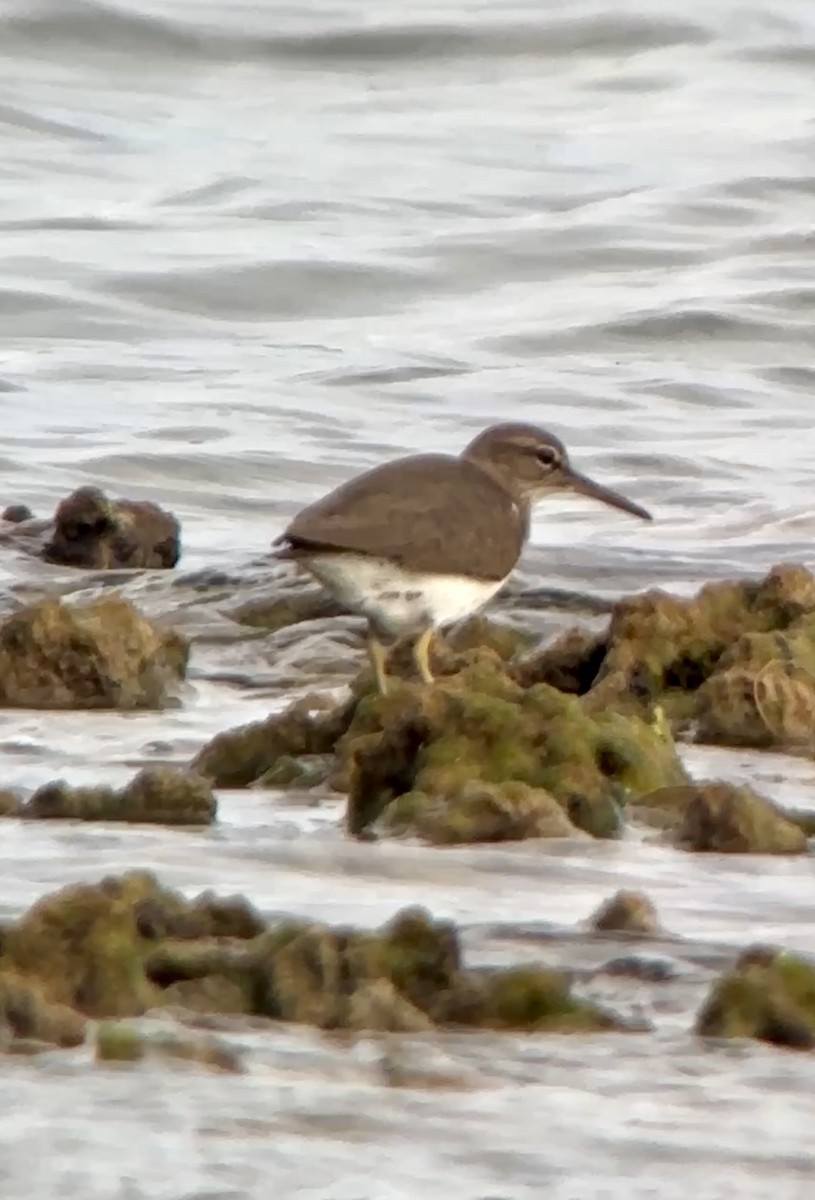 Spotted Sandpiper - ML628042804