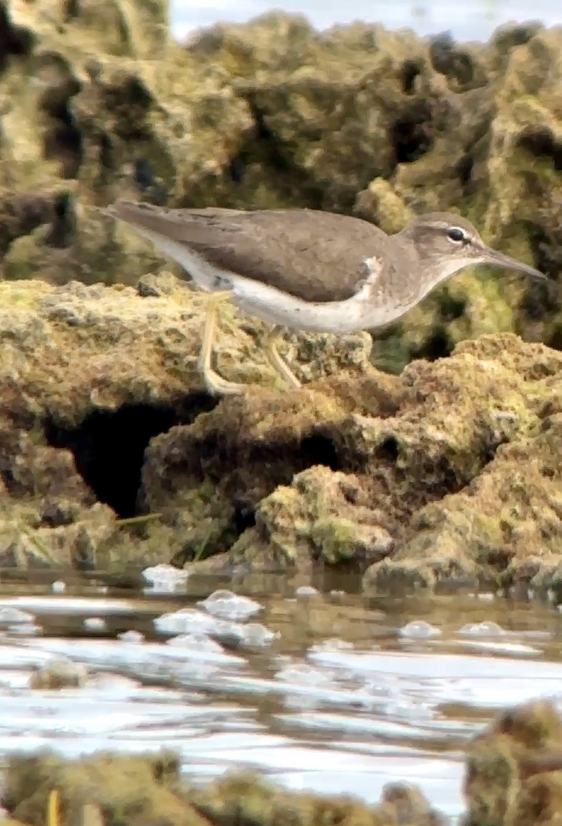 Spotted Sandpiper - ML628042805