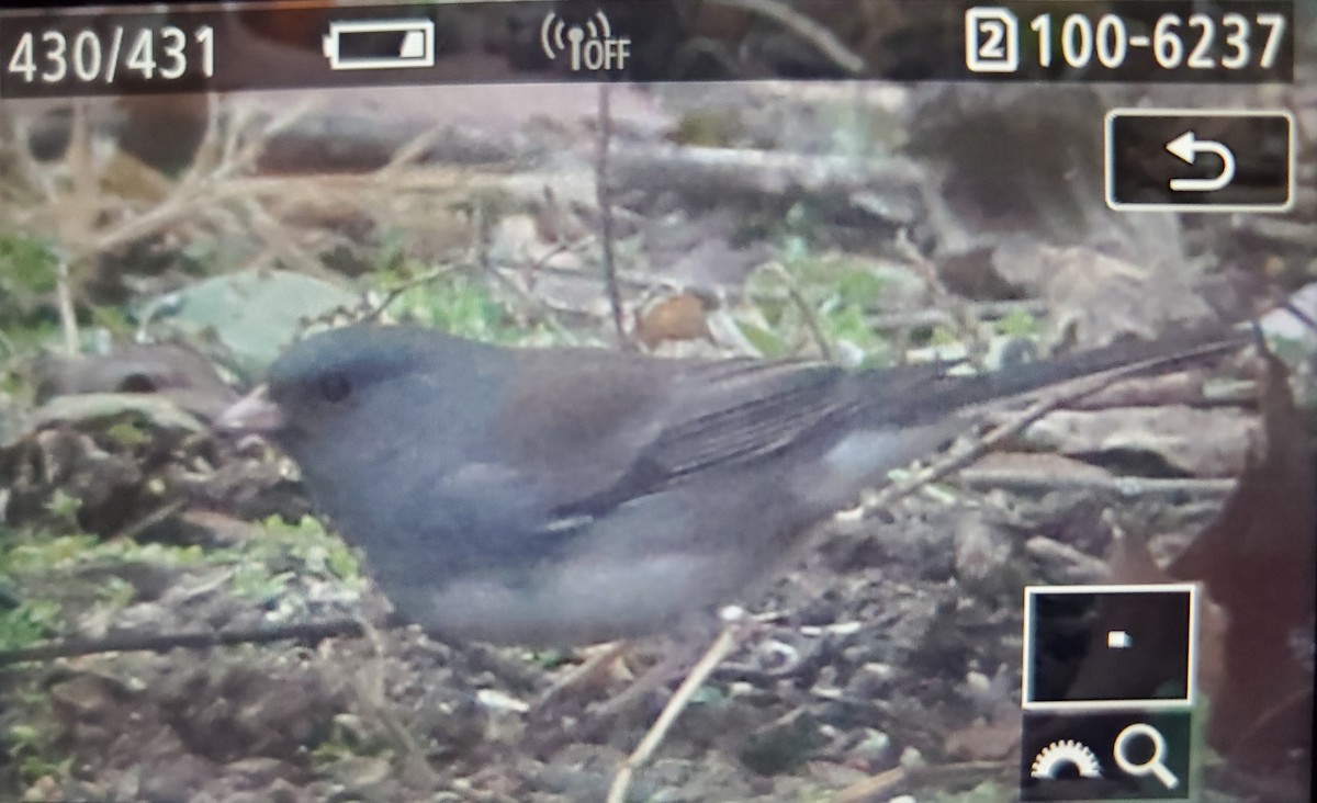 Dark-eyed Junco (Slate-colored) - ML628042814