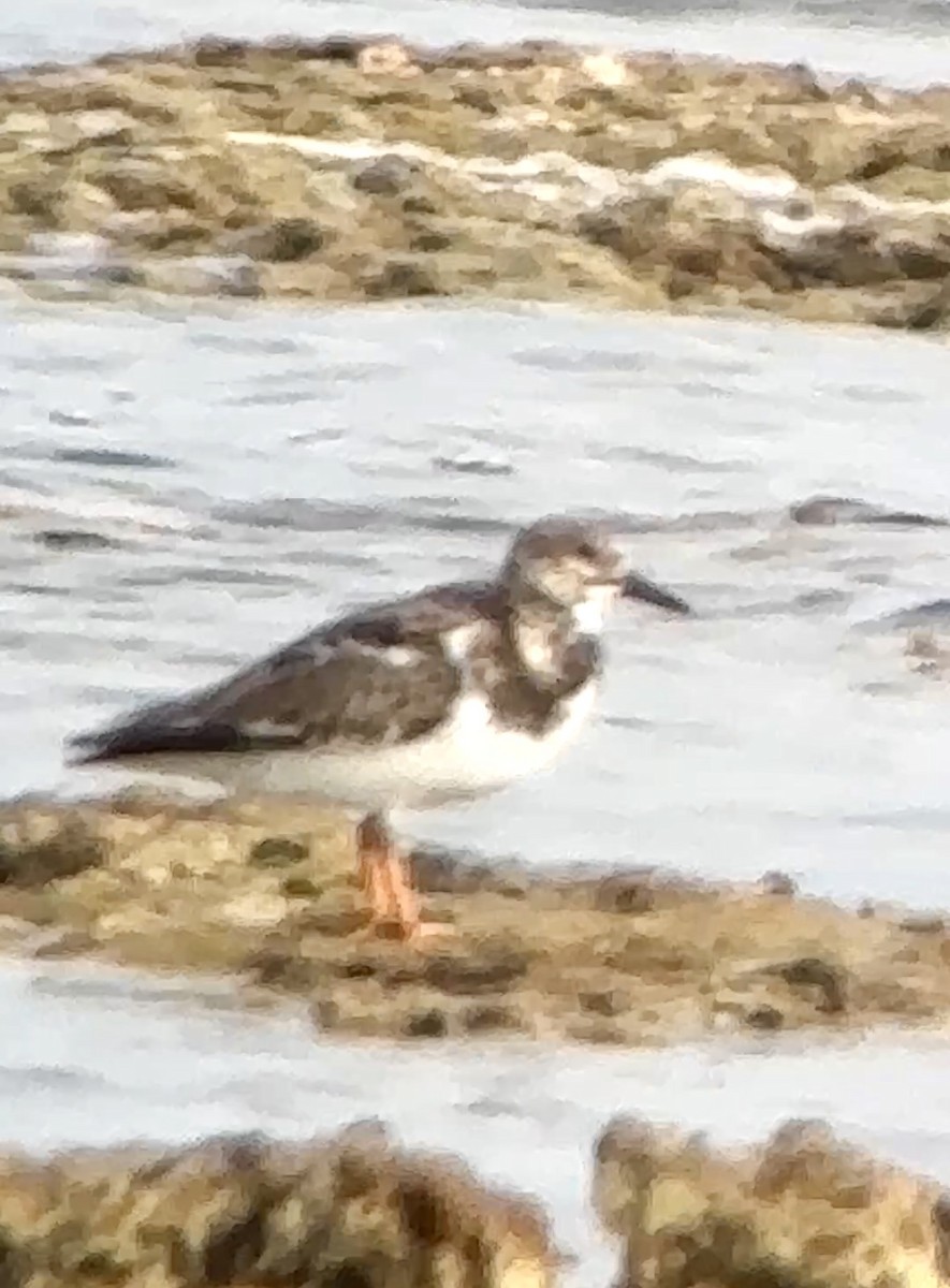 Ruddy Turnstone - ML628042819