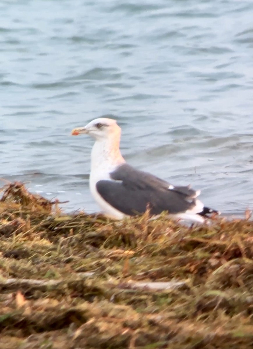 Lesser Black-backed Gull - ML628042830