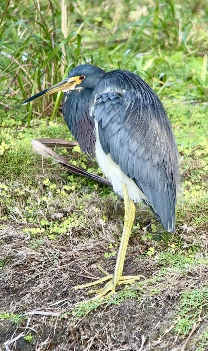 Tricolored Heron - ML628042841