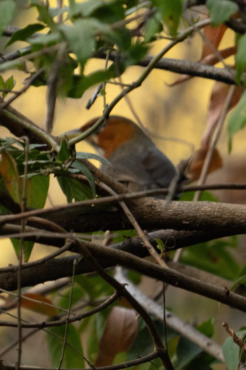 Rusty-cheeked Scimitar-Babbler - ML628042850