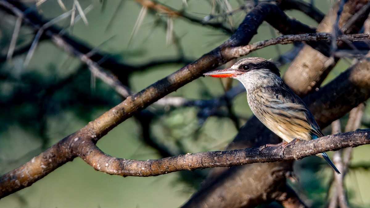 Striped Kingfisher - ML628042871