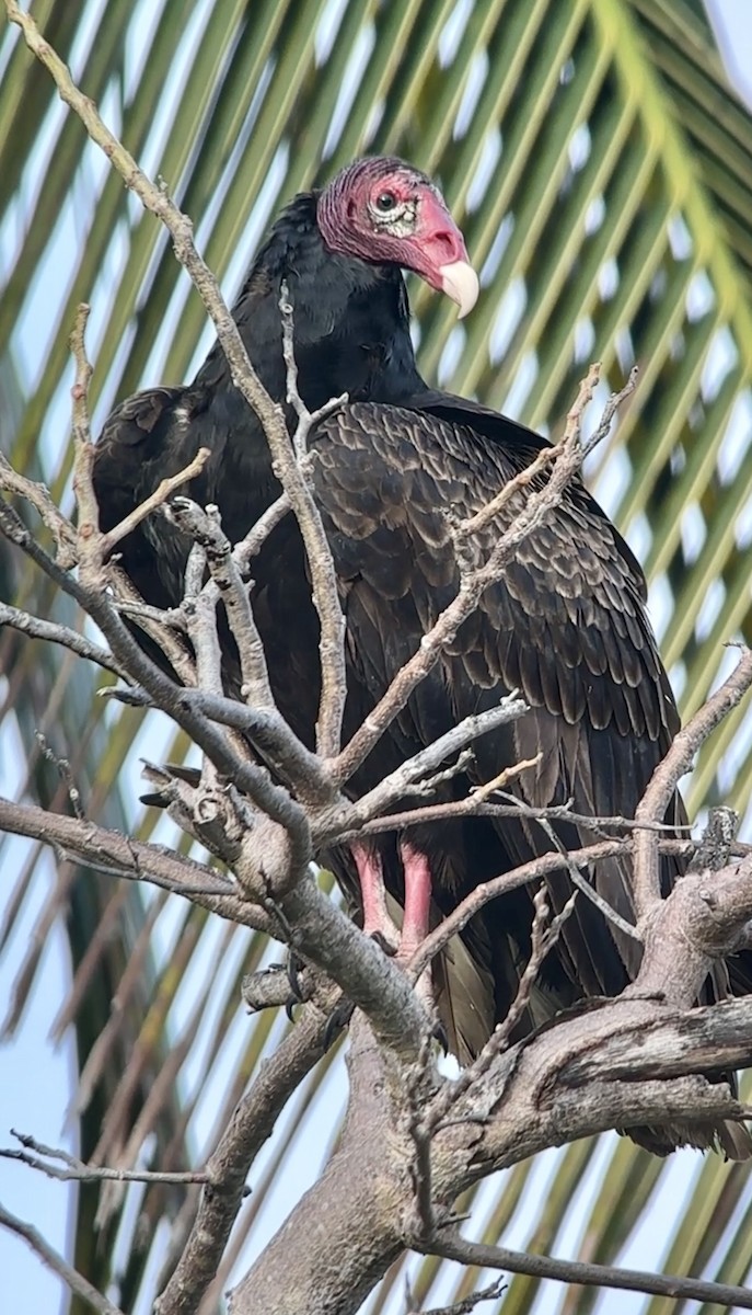 Turkey Vulture - ML628042878