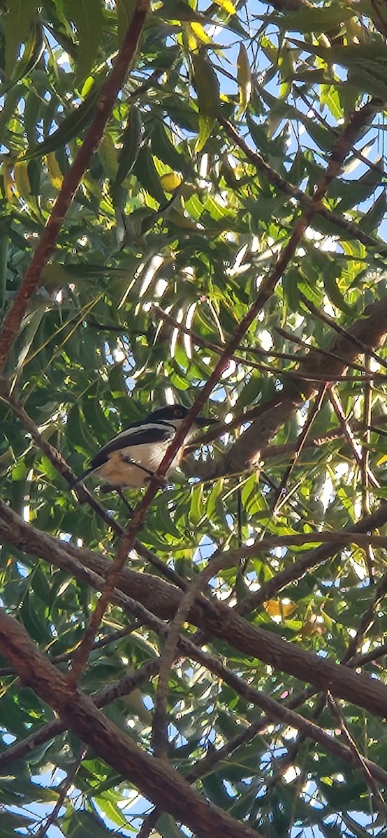 Western Black-headed Batis - ML628042890