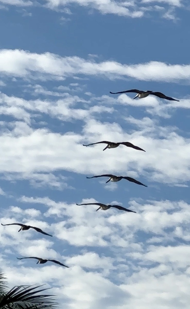 Brown Pelican - ML628042893