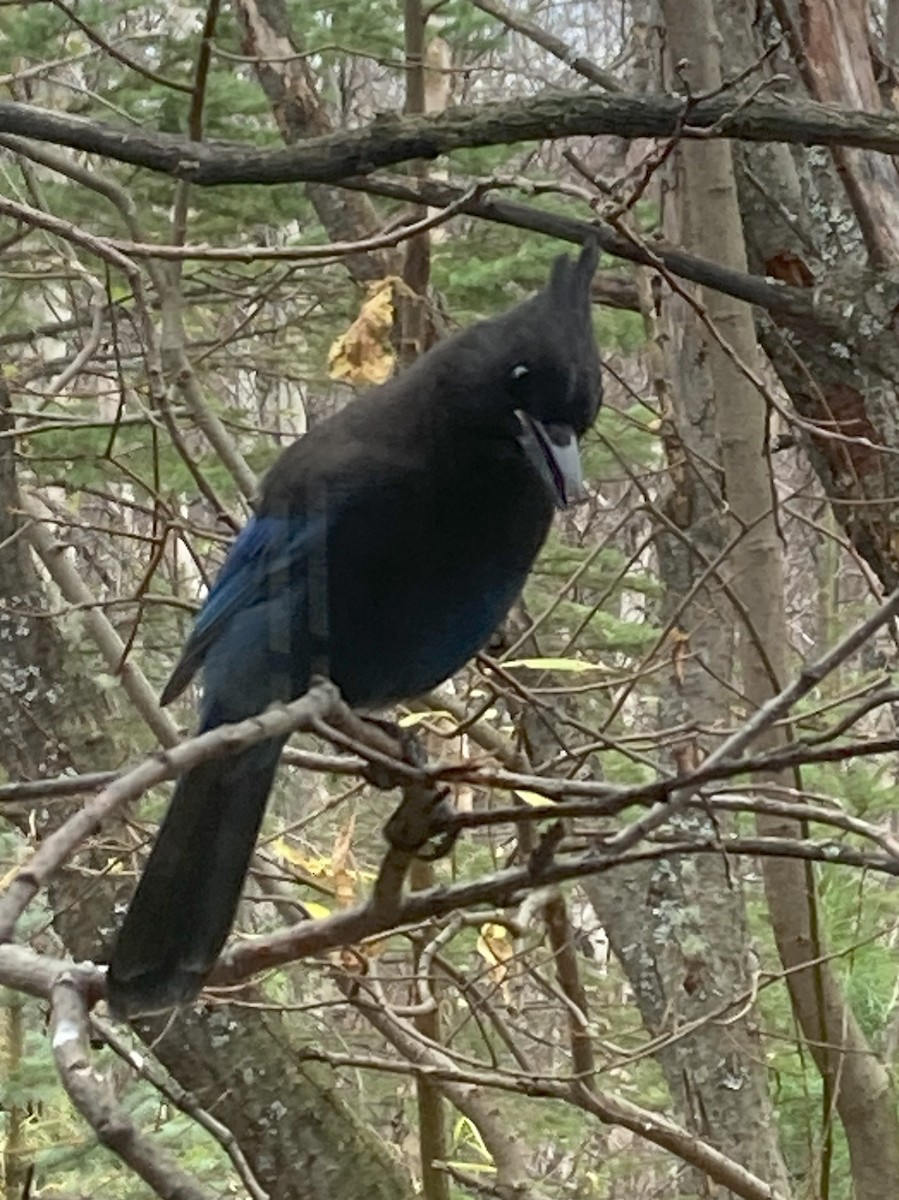 Steller's Jay - ML628042901