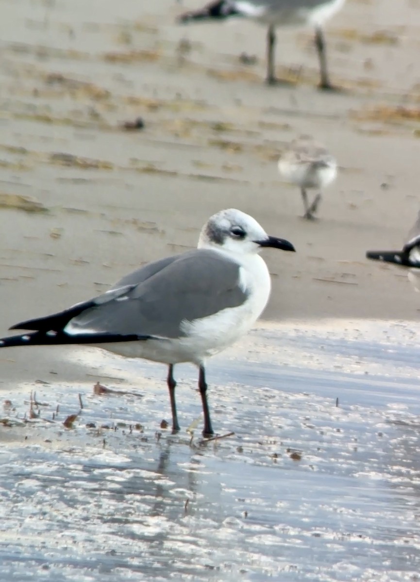 Laughing Gull - ML628042951