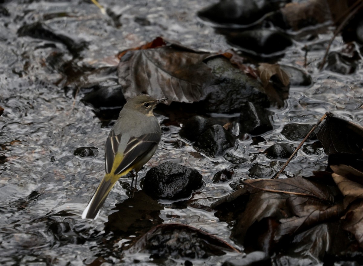 Gray Wagtail - ML628042985