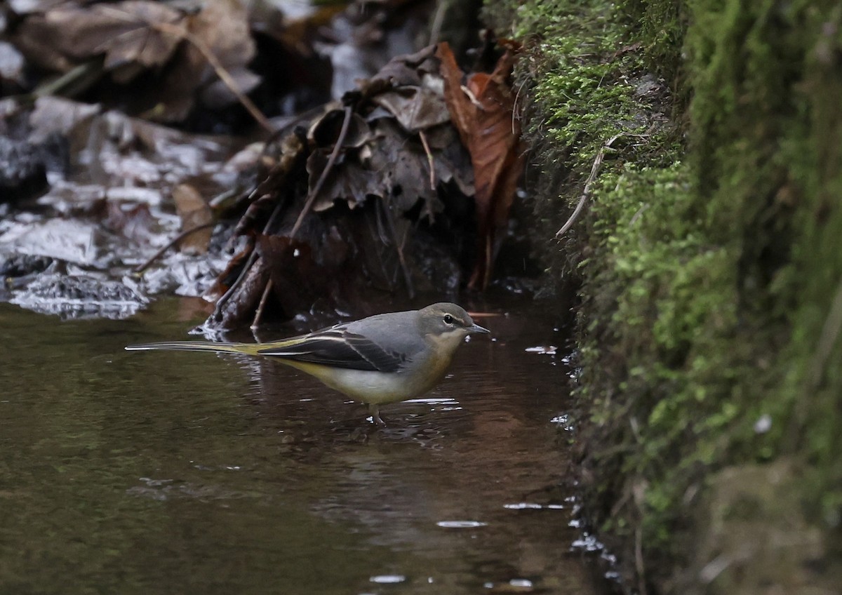 Gray Wagtail - ML628042997