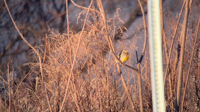 Western Meadowlark - ML628043051