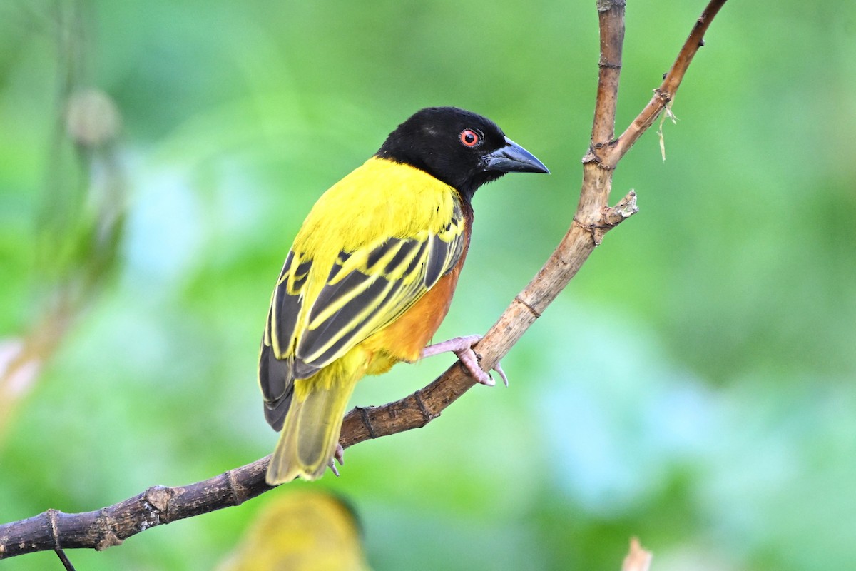 Golden-backed Weaver - ML628043067