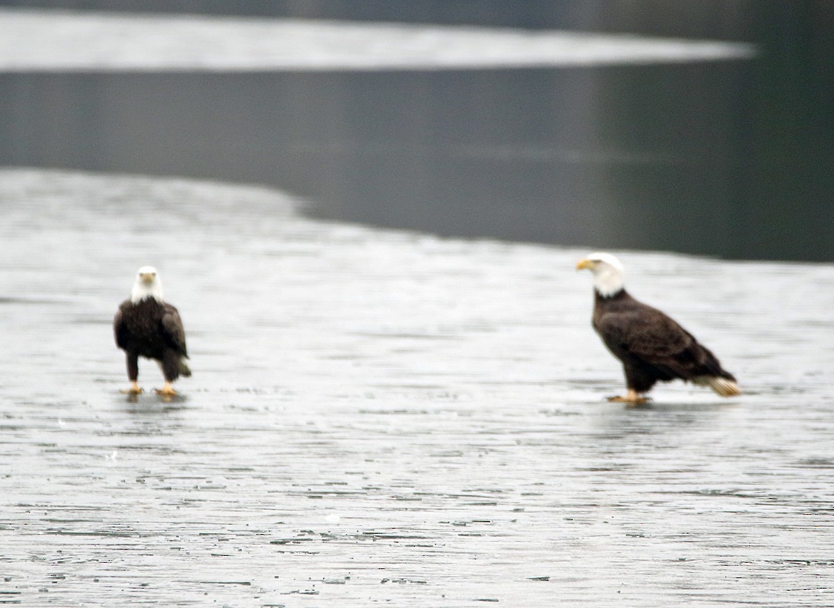 Bald Eagle - ML628043119