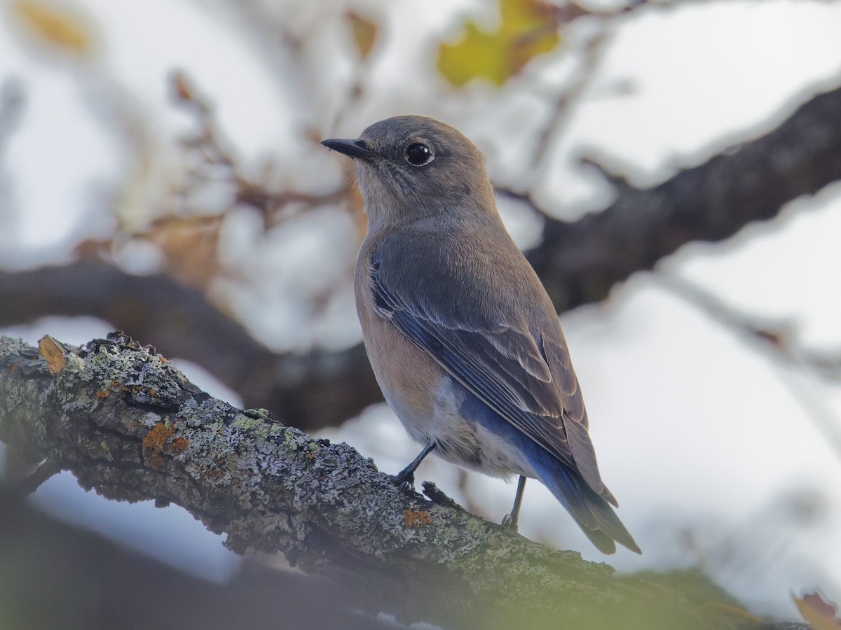 Western Bluebird - ML628043221