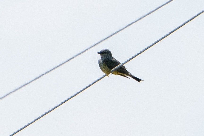 Western Kingbird - ML628043299