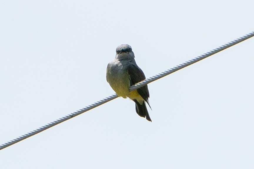 Western Kingbird - ML628043300