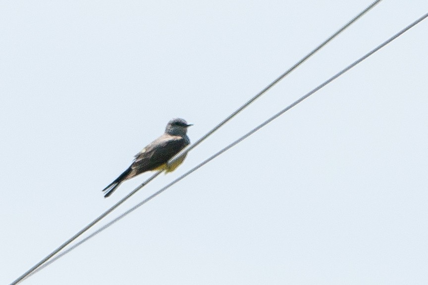 Western Kingbird - ML628043301
