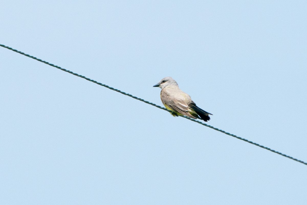 Western Kingbird - ML628043304