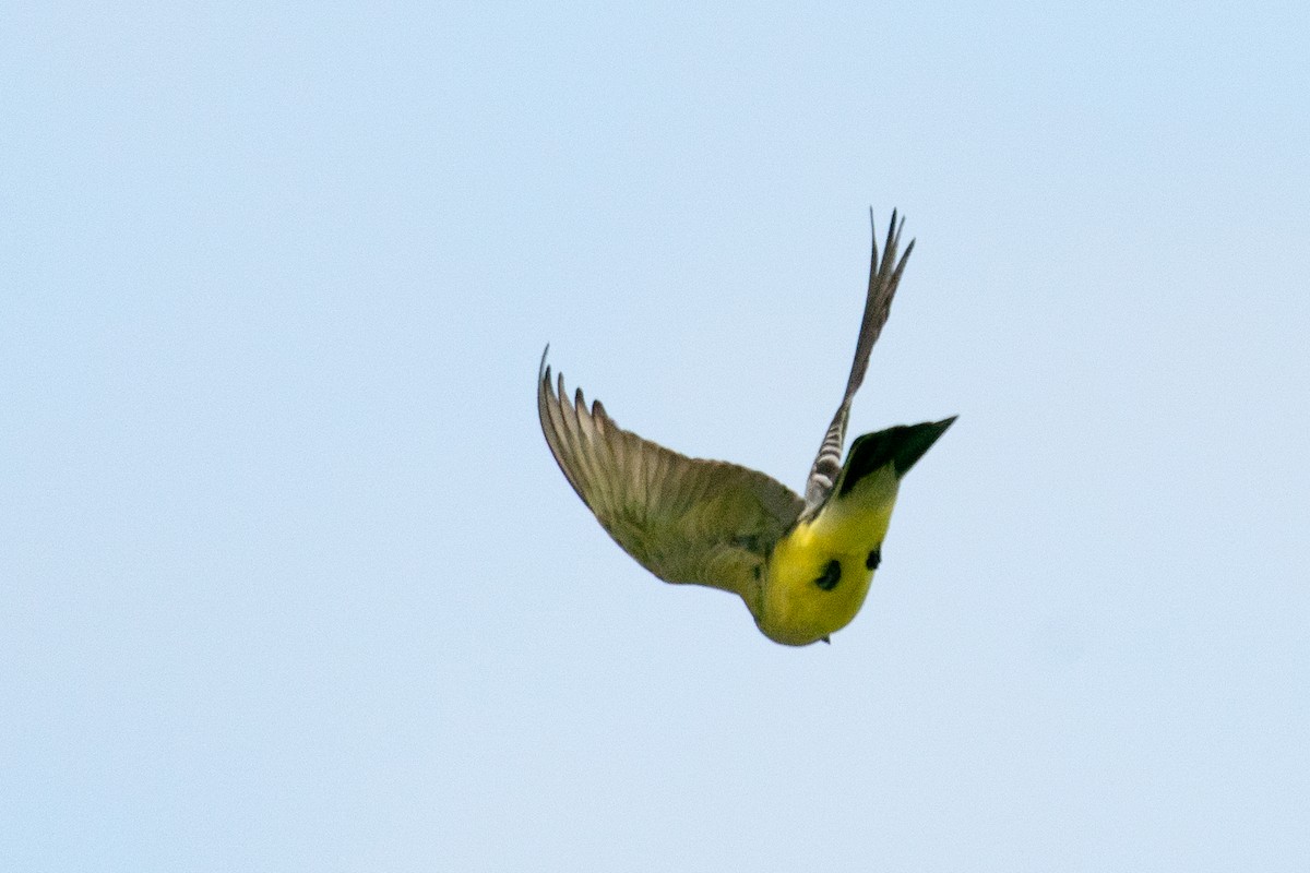 Western Kingbird - ML628043305