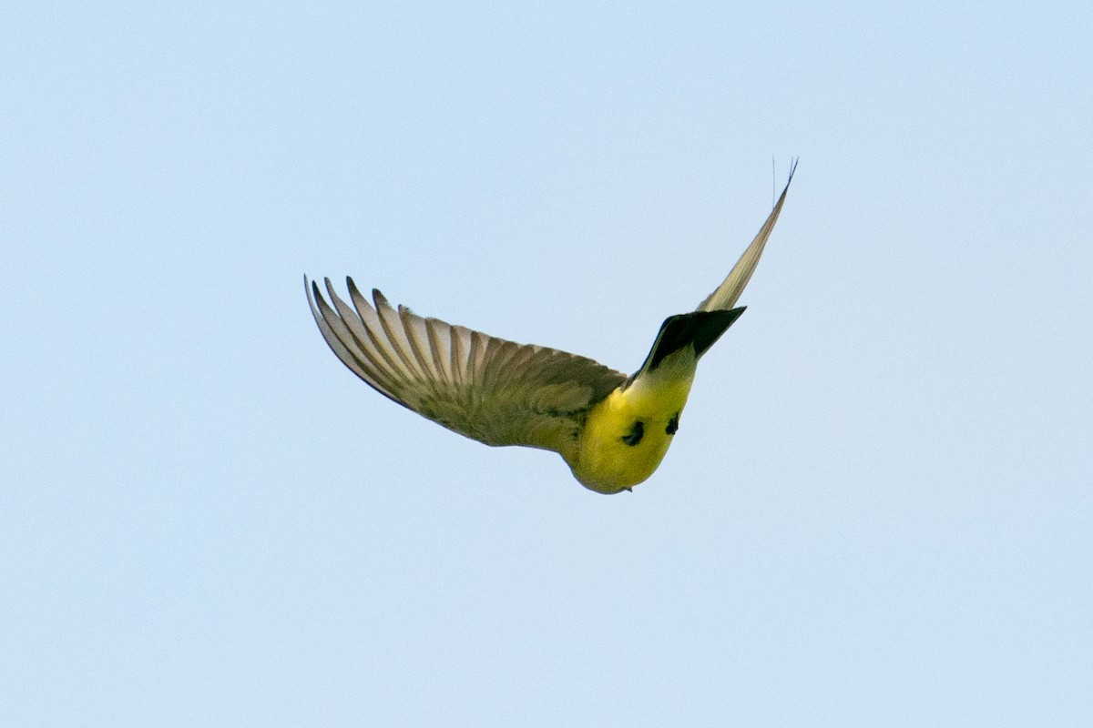 Western Kingbird - ML628043306