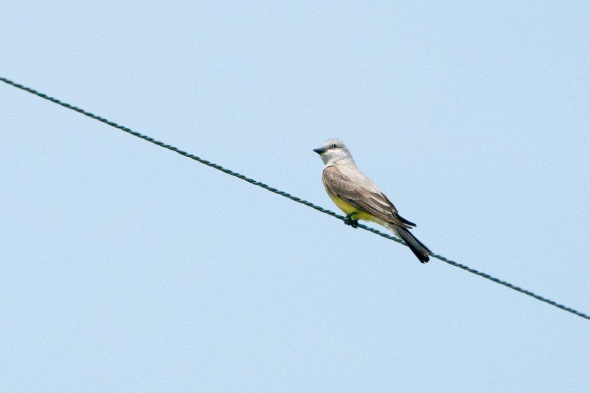 Western Kingbird - ML628043307
