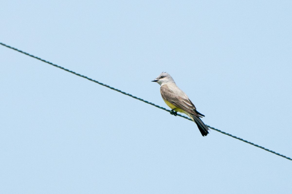 Western Kingbird - ML628043308