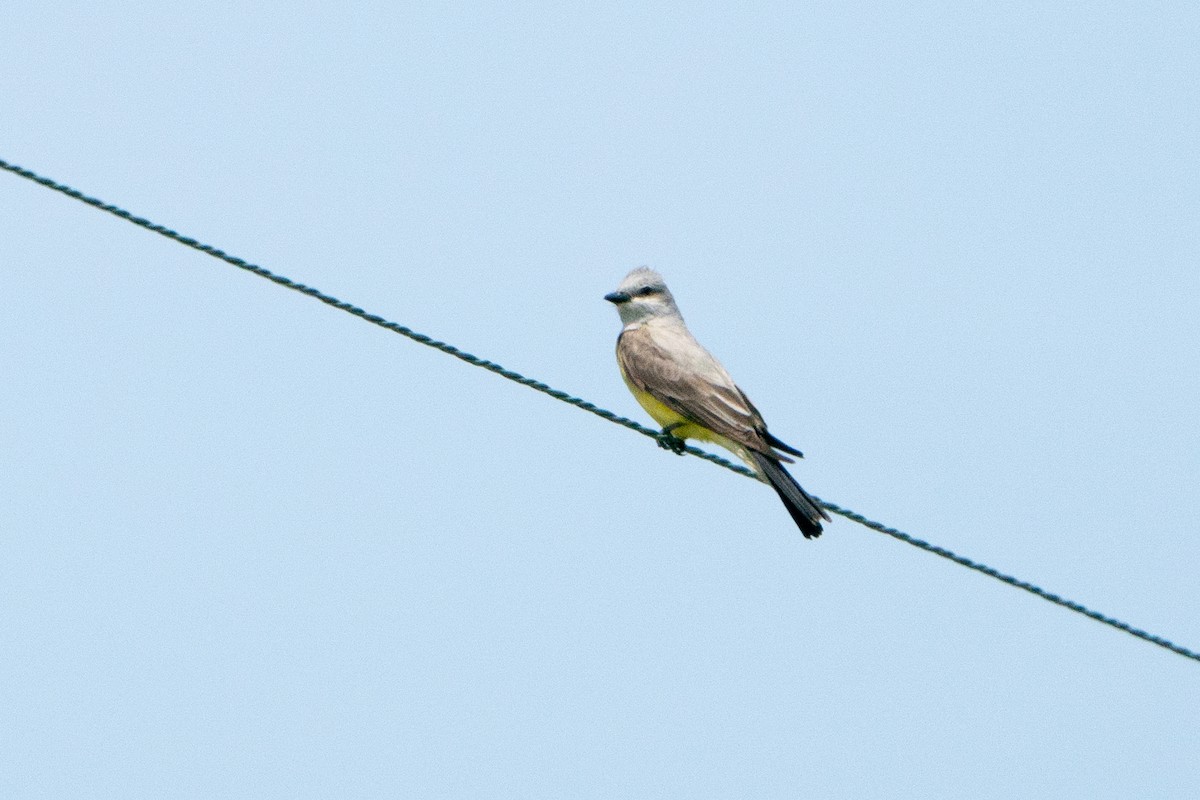 Western Kingbird - ML628043309