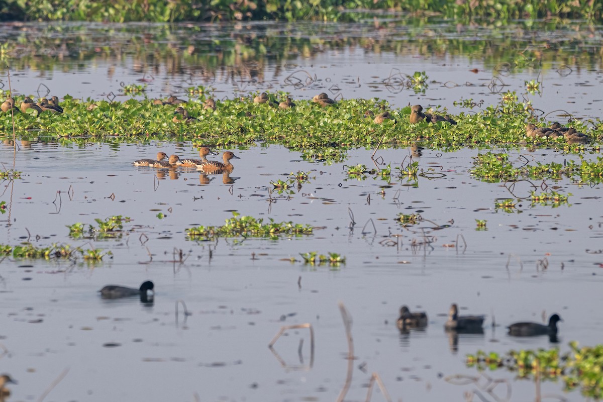 Fulvous Whistling-Duck - ML628043406