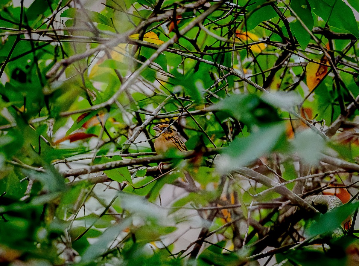 LeConte's Sparrow - ML628043500