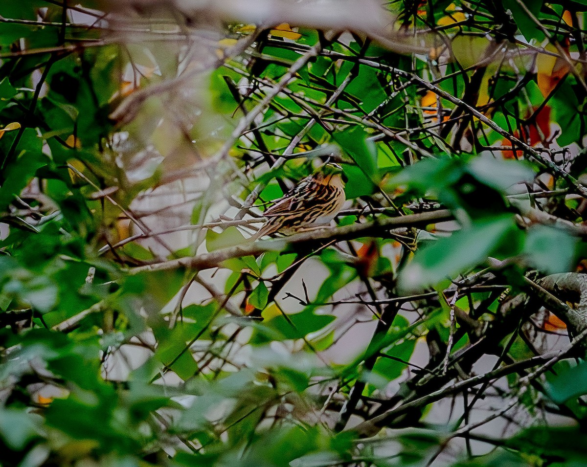 LeConte's Sparrow - ML628043501